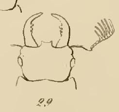 Pseudolucanus sp.